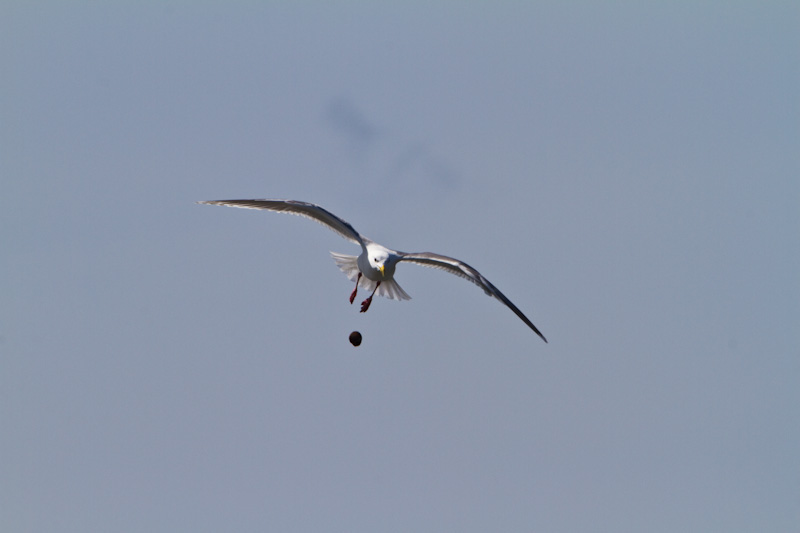 Gull Dropping Clam